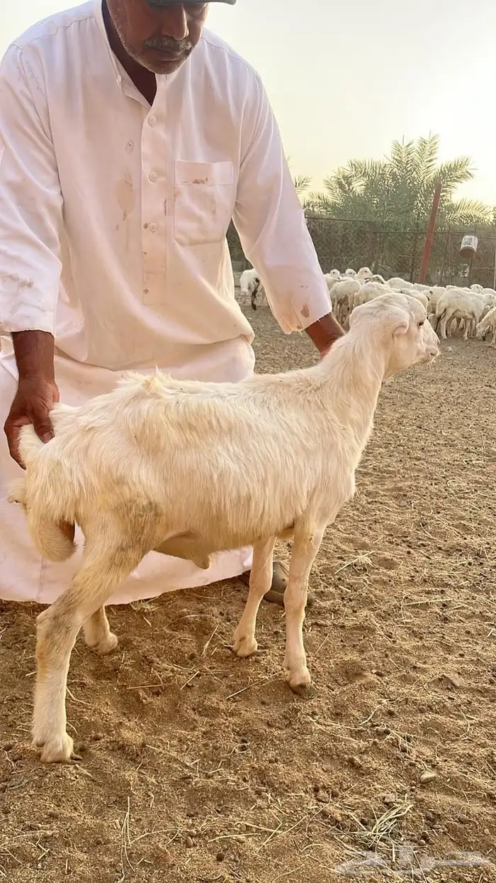 دبايح كشتات و رحلات و تصييف 850 ريال فقط 2