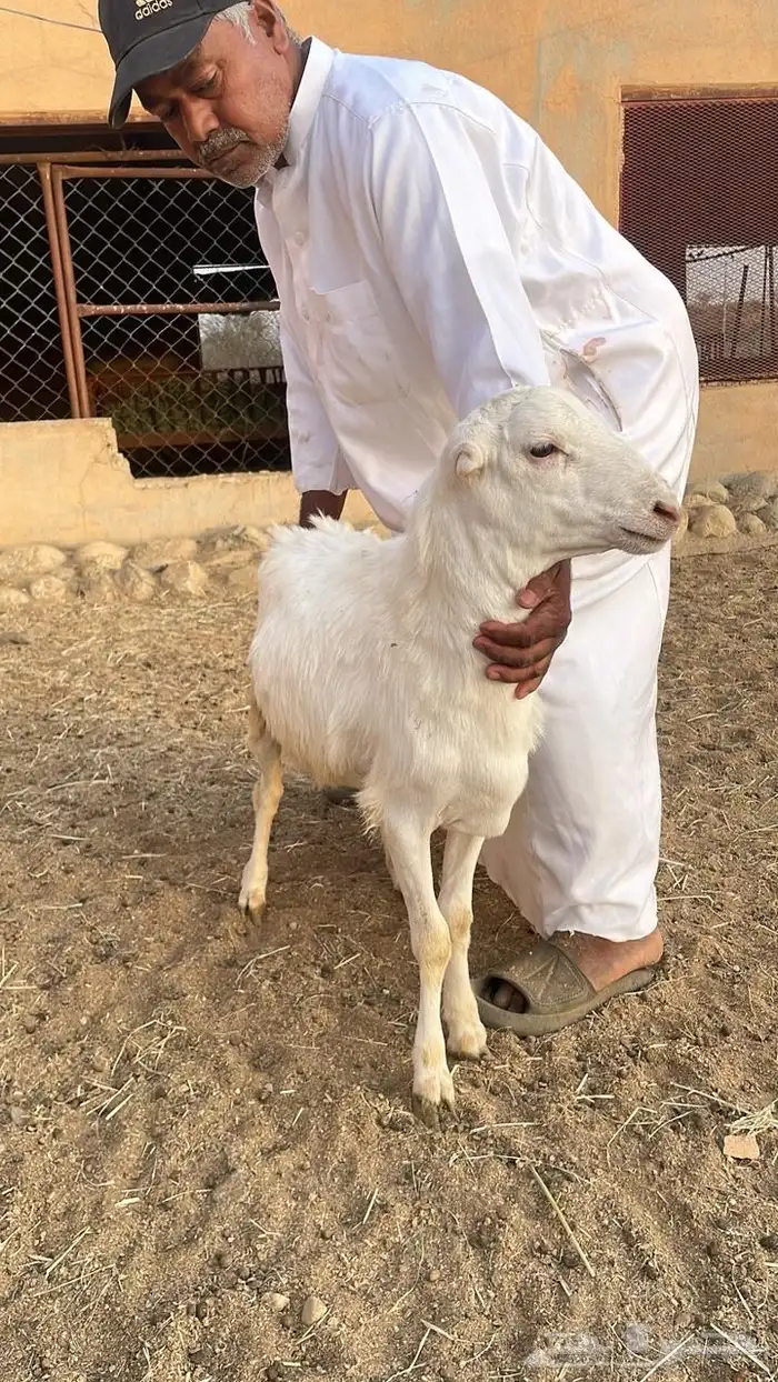 دبايح كشتات و رحلات و تصييف 850 ريال فقط 0