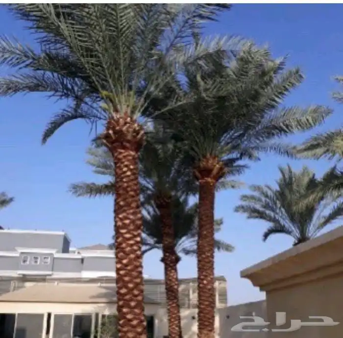 صيانة النخل الواشنطن والعربي 2