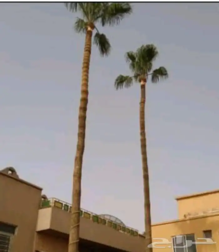 صيانة النخل الواشنطن والعربي 3