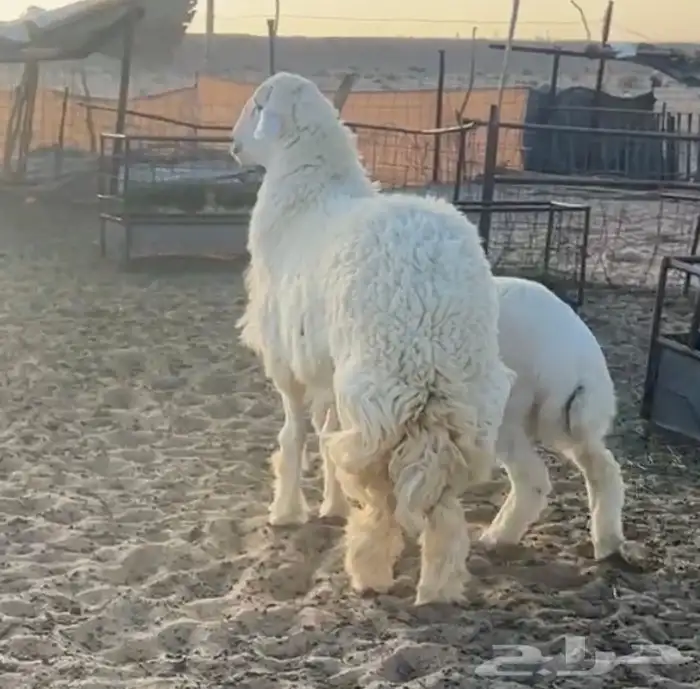 للبيع طلي حري صنف جذع مشروط وحار 3