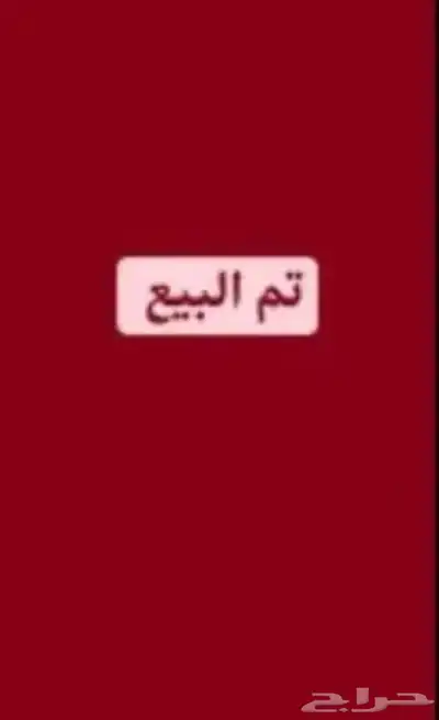 ديك شامو ياباني فاخر 0