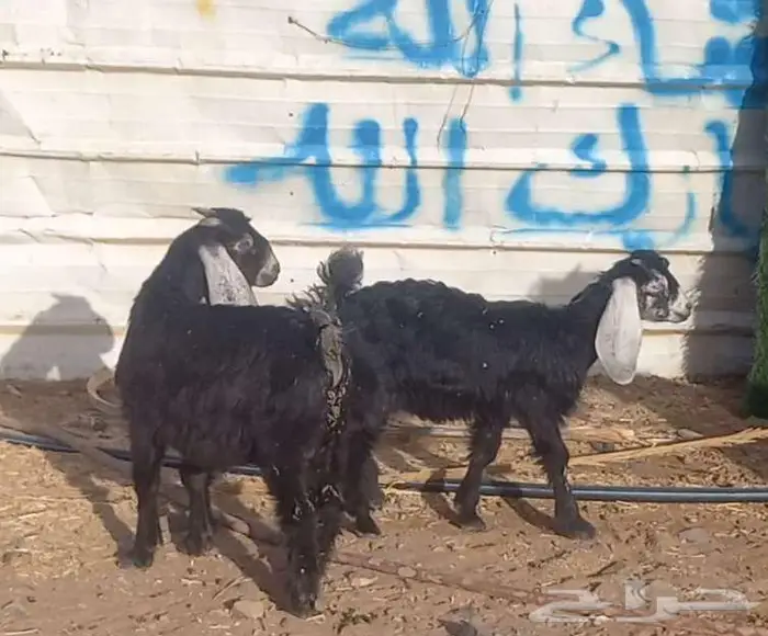 ( تم البيع )معزا ولد ومضاريع 11 معها 8 24