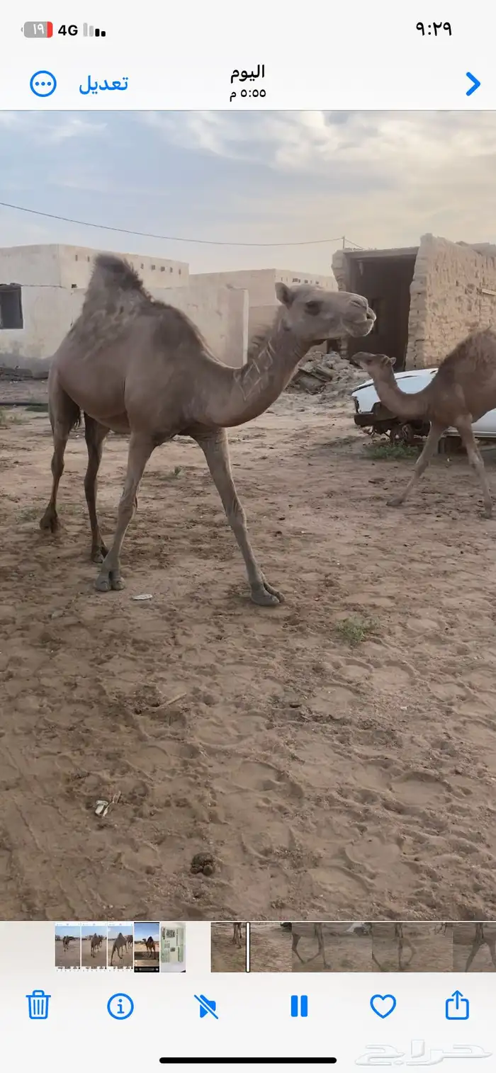 ناقه حايل سمين 2
