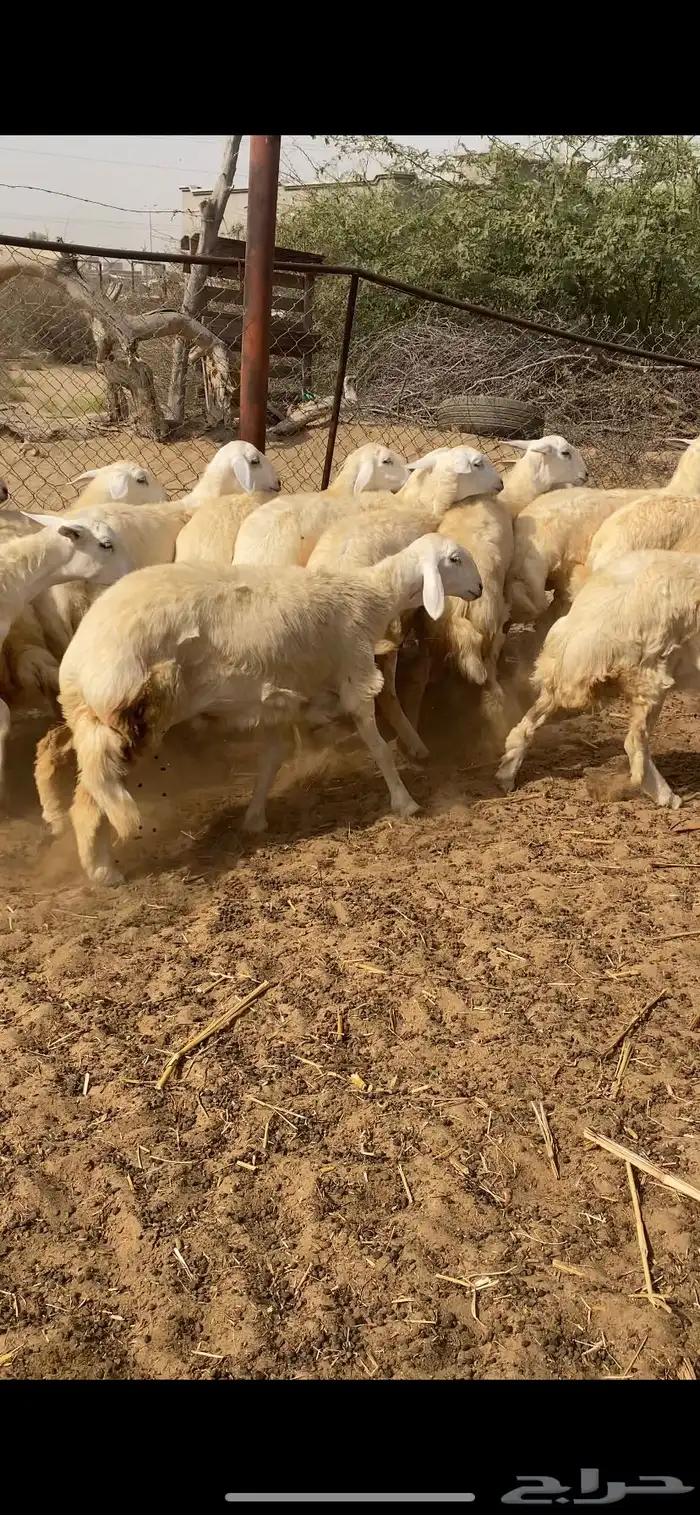 رخال حرية مقنى 11