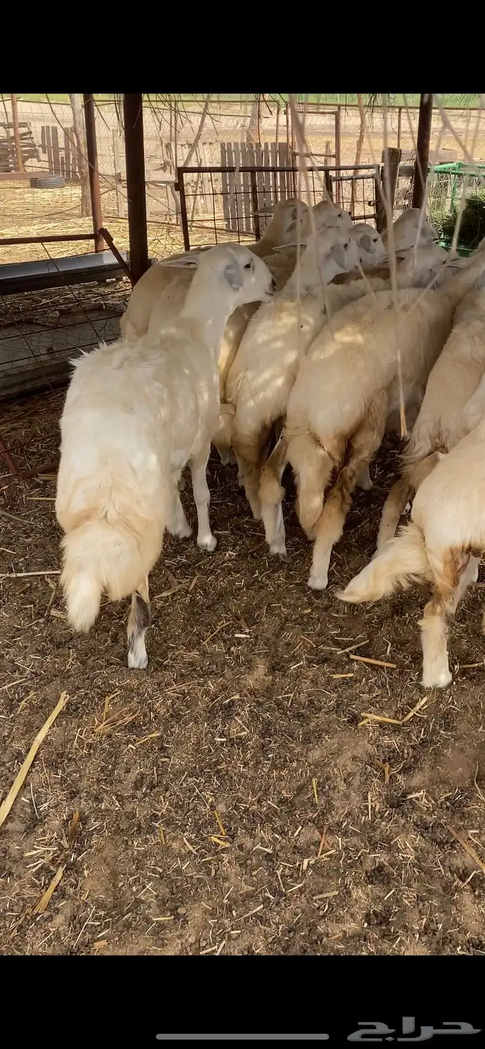 رخال حرية مقنى 3