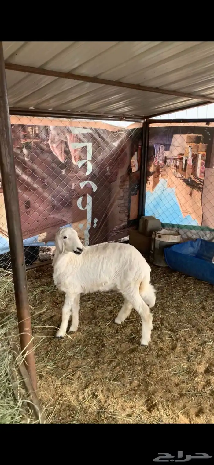 للبيع 3 رخال 4