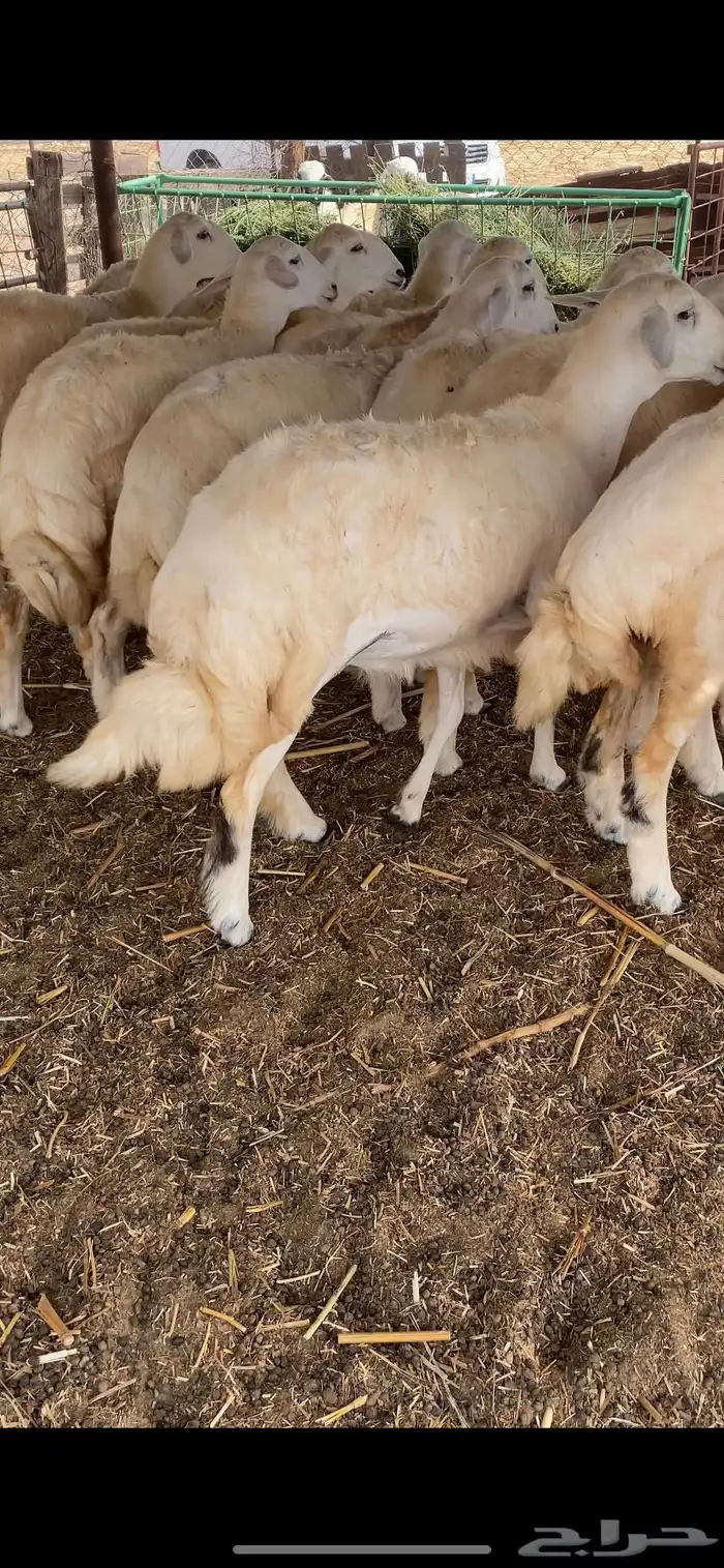 رخال حرية مقنى 4