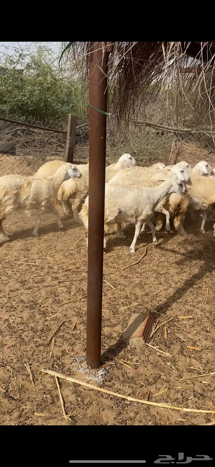 رخال حرية مقنى 8