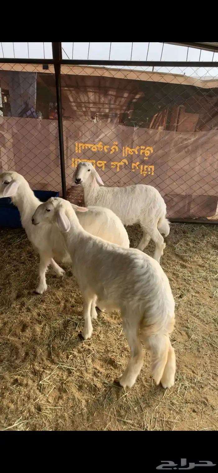 للبيع 3 رخال 2