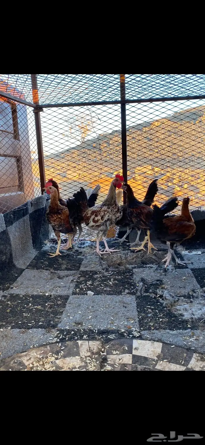 دجاج 1