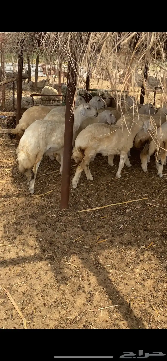 رخال حرية مقنى 7