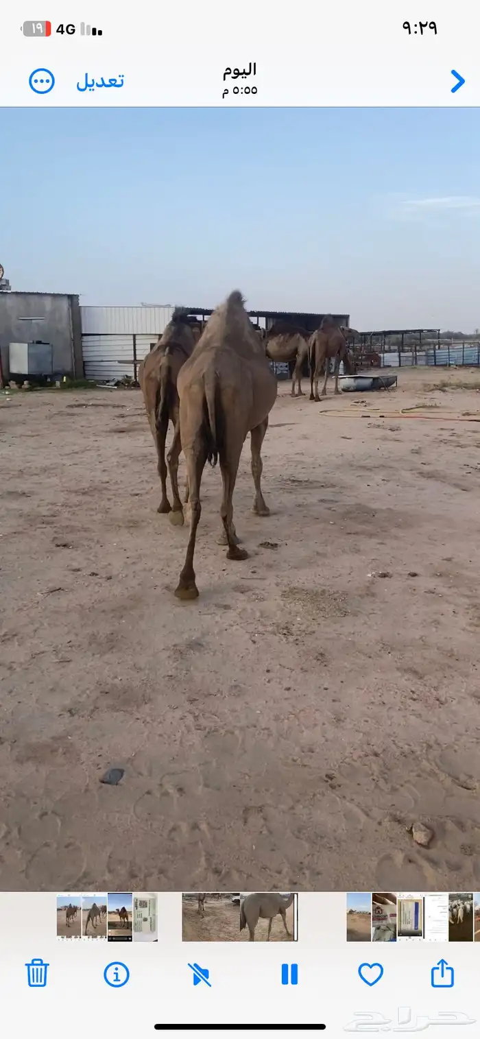 ناقه حايل سمين 4