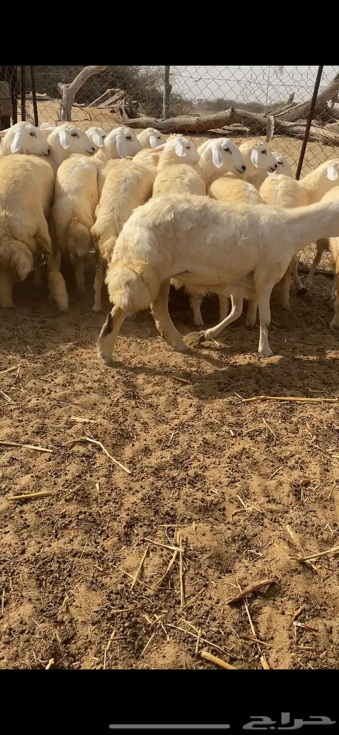 رخال حرية مقنى 9