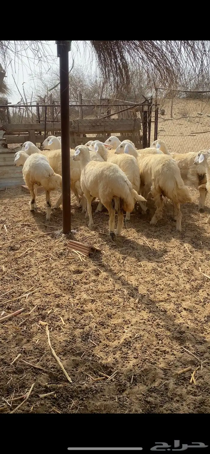 رخال حرية مقنى 14