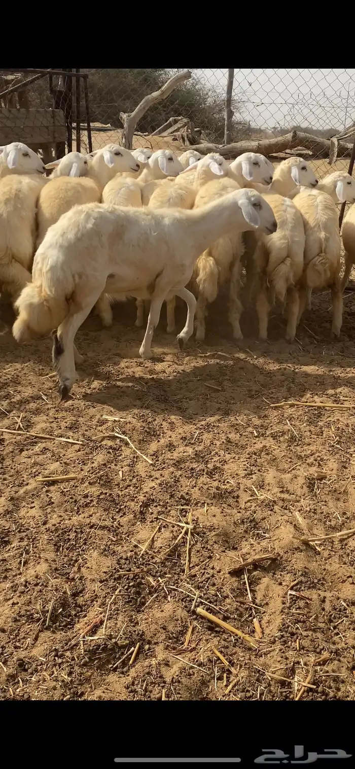 رخال حرية مقنى 12