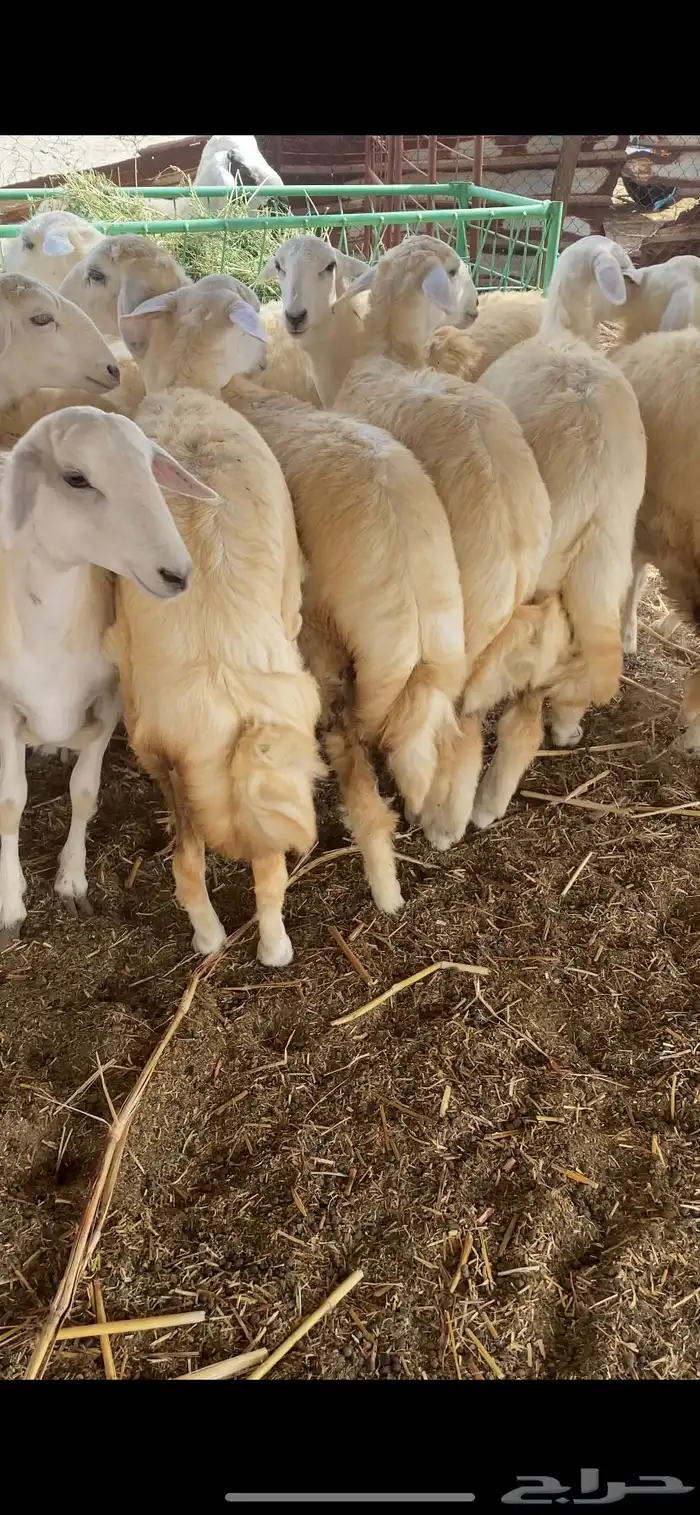 رخال حرية مقنى 1