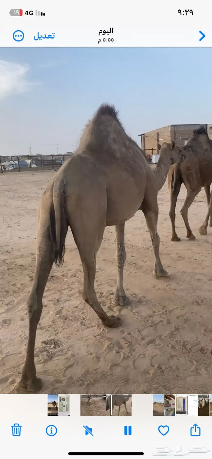 ناقه حايل سمين 3