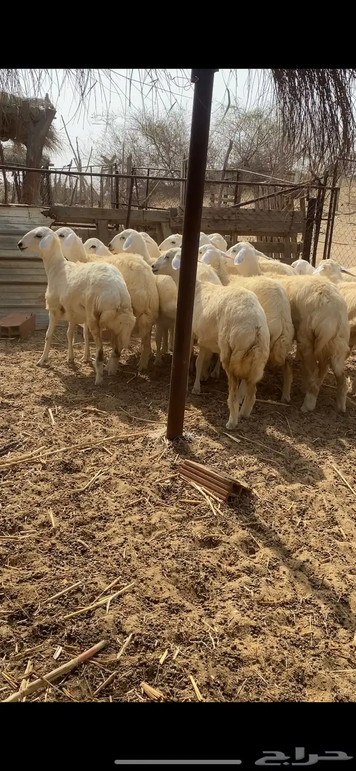 رخال حرية مقنى 13