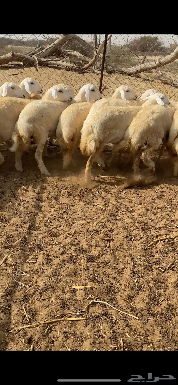 رخال حرية مقنى 10