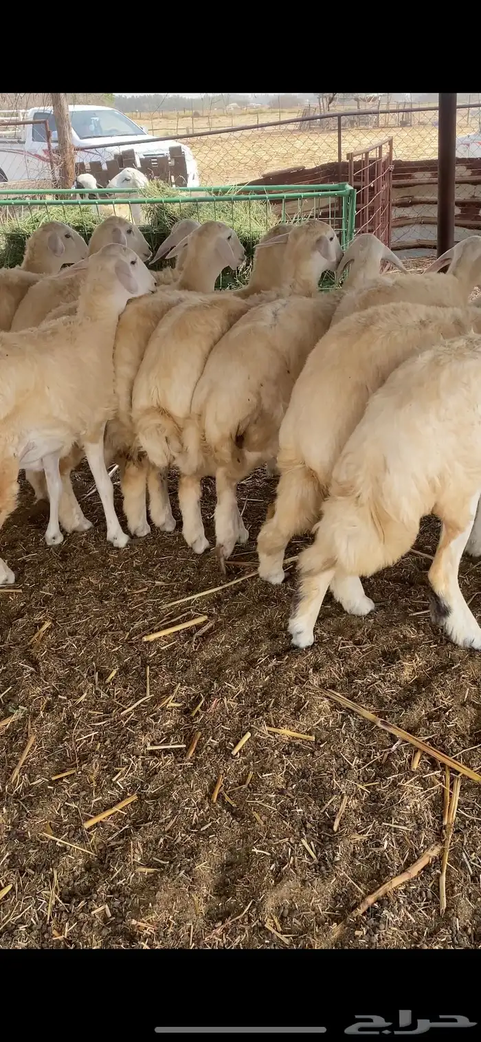 رخال حرية مقنى 5