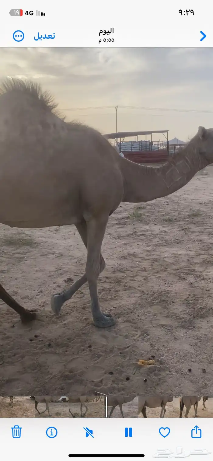 ناقه حايل سمين 1