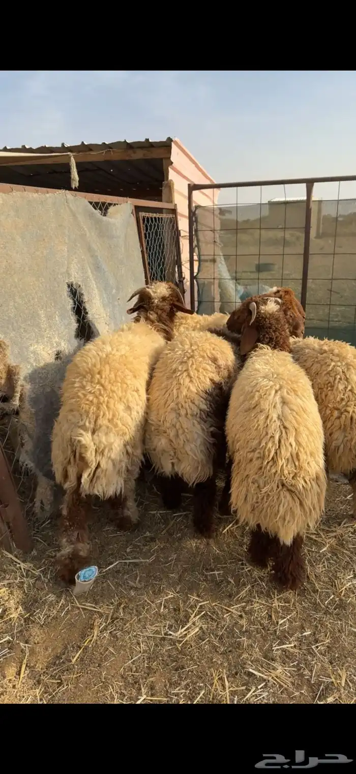 نعيم وسواكن يوجد توصيل. يوجد صلاخ في الموقع عند حلالي 0