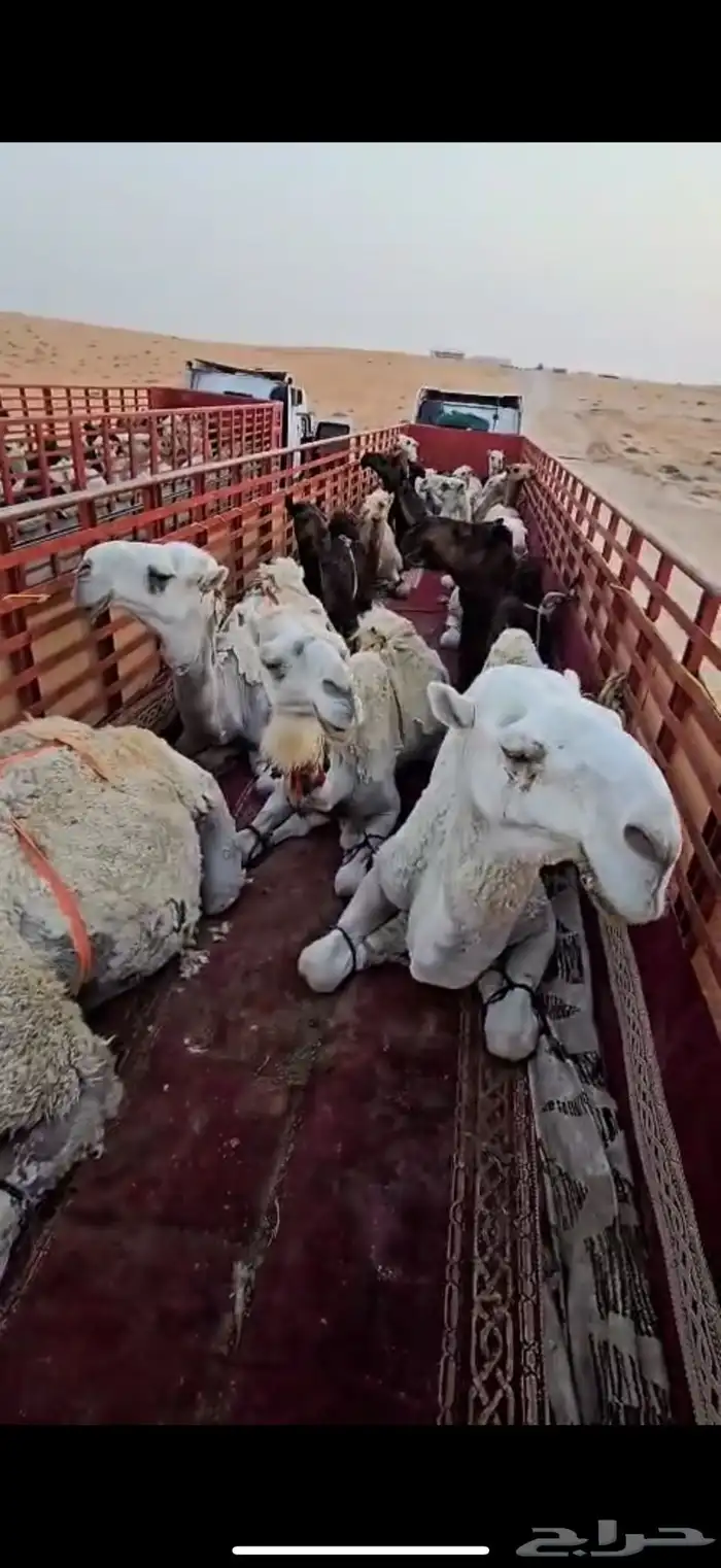 تريلا للنقل الابل والهجن 16 متر 0