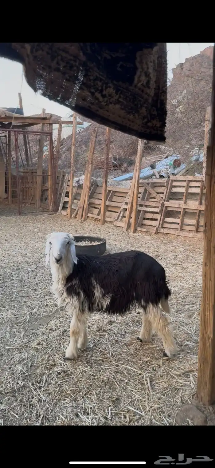 خروف نجدي ضحيه ب 1350 نهايه البيع على الزبون الحاظر 2