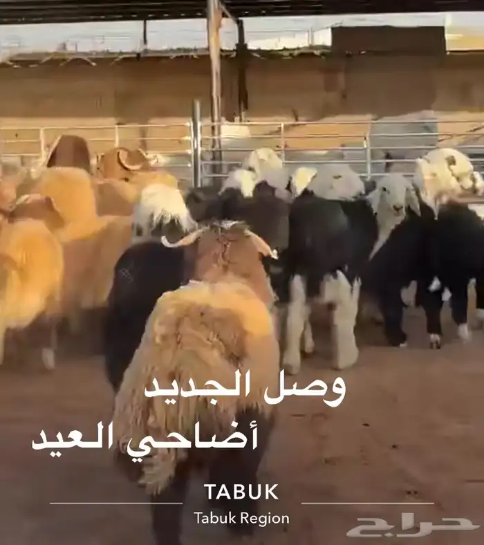 خرفان 2