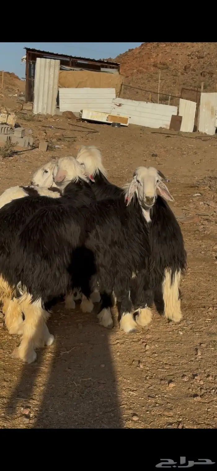 طليان نجاد كبار جذعان 4