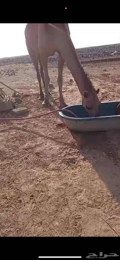 ناقه 5