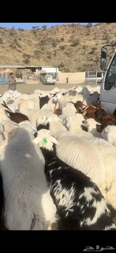 نجدي حري سواكني 0