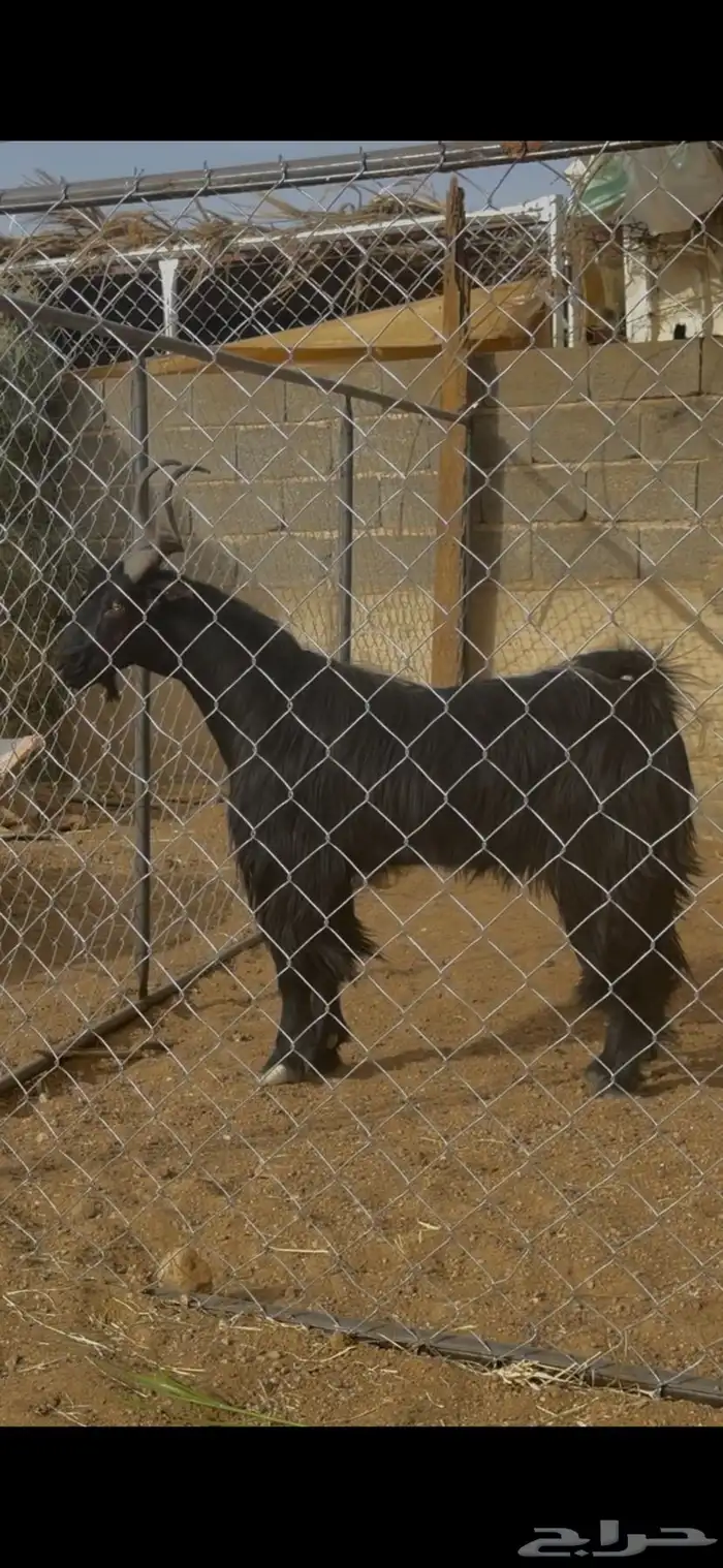 فحل ادغس ادكن اقشع اركز 0