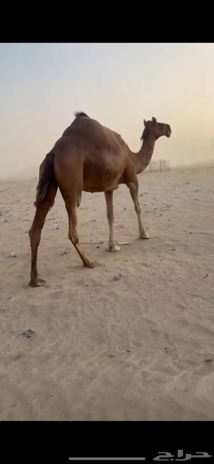 ناقه  تم البيع 1
