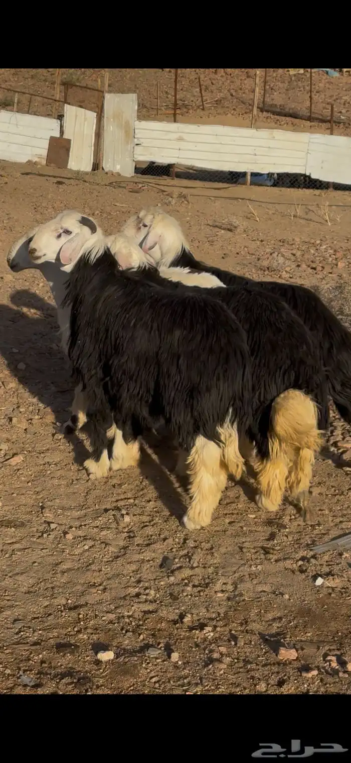 طليان نجاد كبار جذعان 6