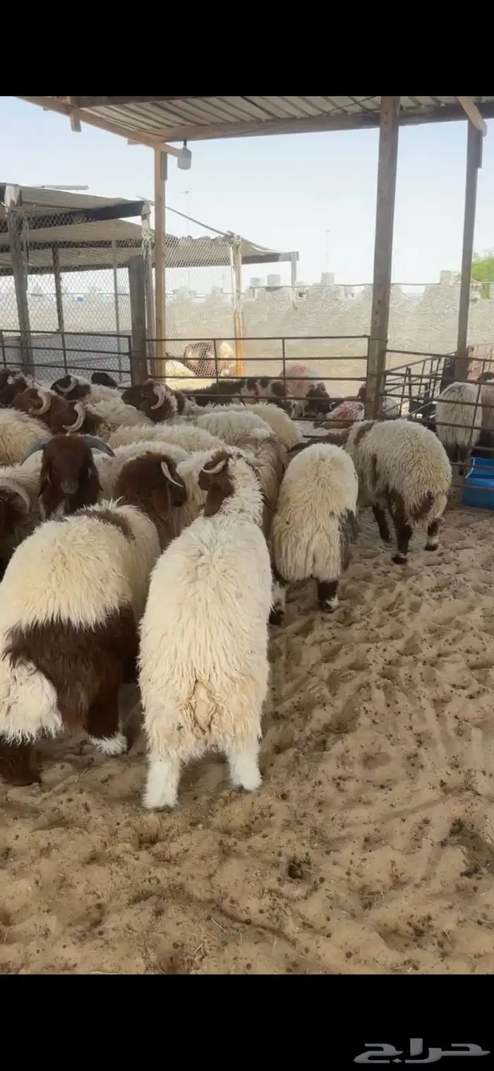 ضحيتك ل باب بيتك 3