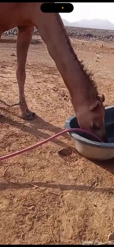 ناقه 3