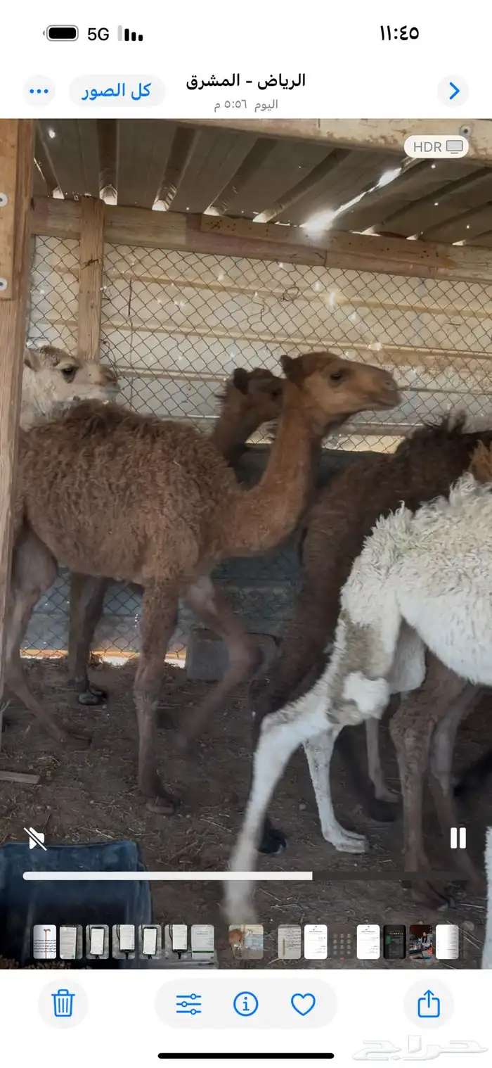 حشو تربيه العدد 30 ماشاءالله تبارك الله 5