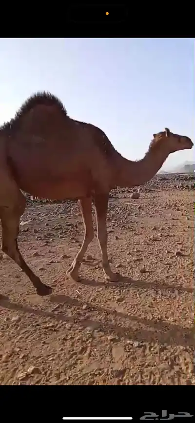 ناقه 0