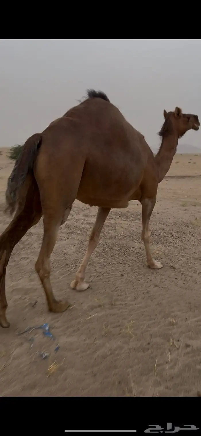 ناقه  تم البيع 0