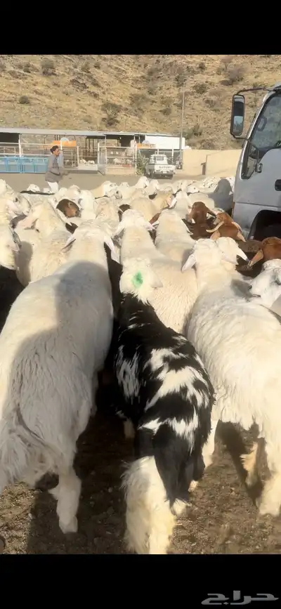 نجدي حري سواكني 2