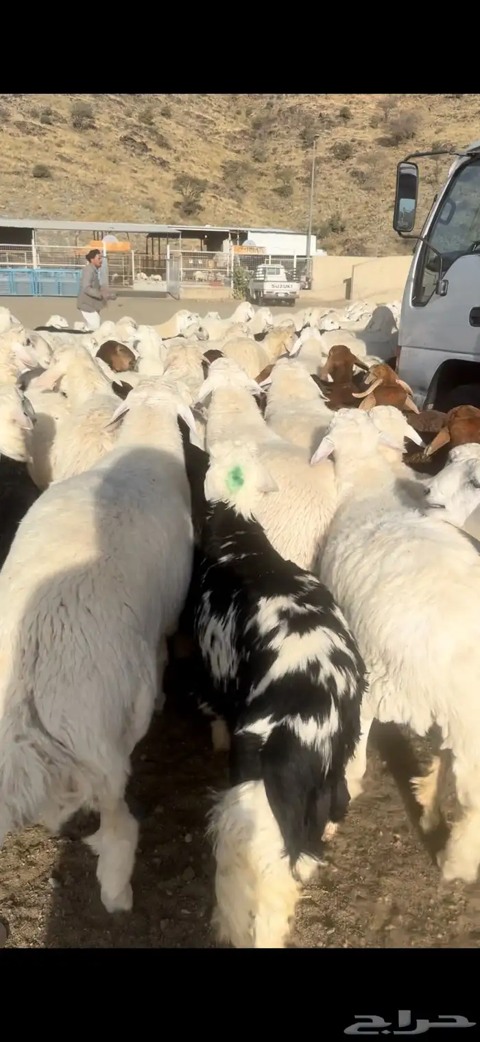 نجدي حري سواكني 2