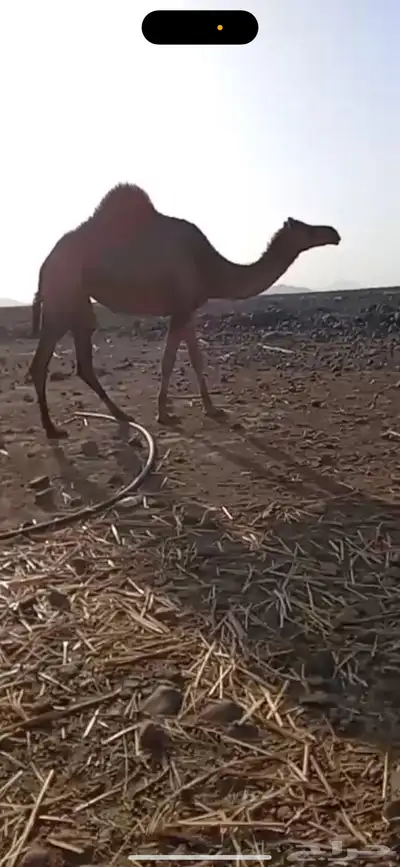 ناقه 1