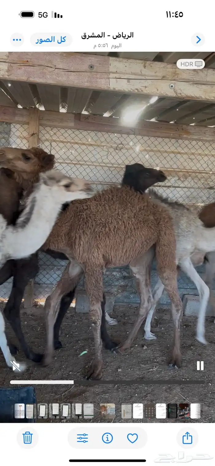 حشو تربيه العدد 30 ماشاءالله تبارك الله 9