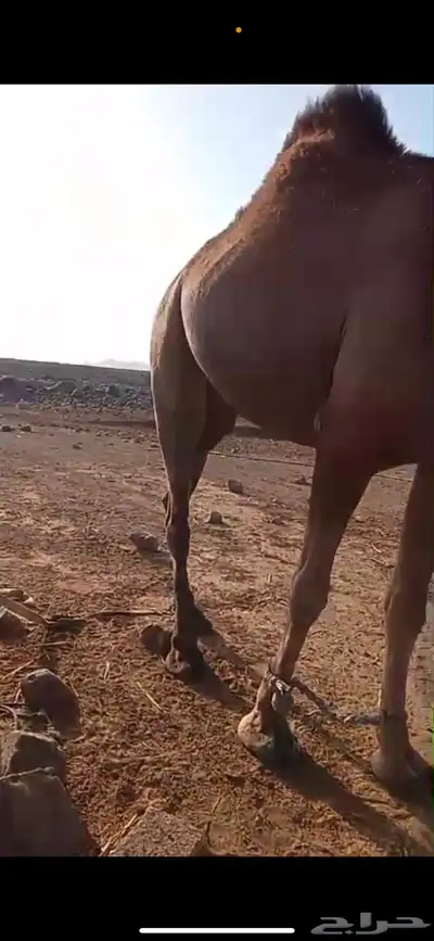 ناقه 2