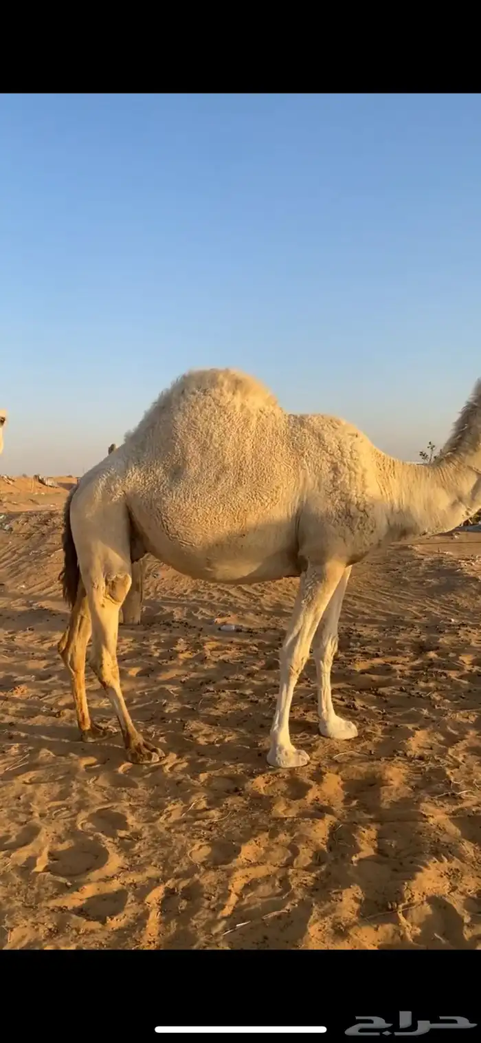 ناقه للبيع 0