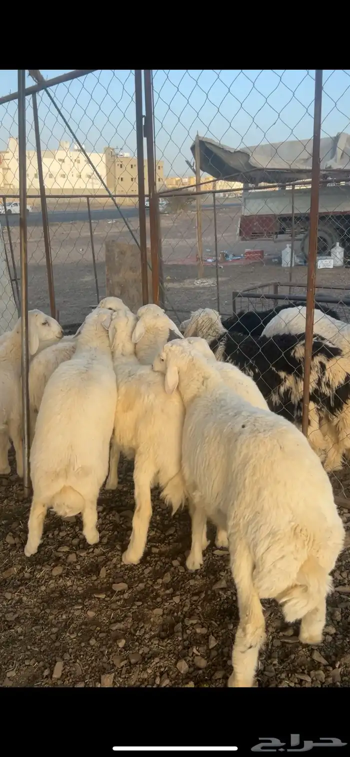 طليان اضاحي طيبه 2