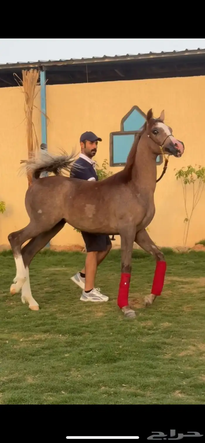 مهره مكس جمال فاخره كوالتي عالي 0
