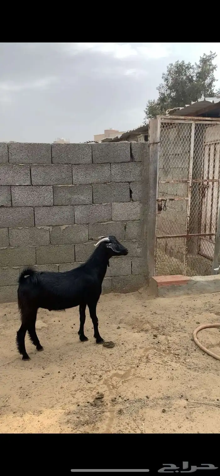 تيوس اعياد 4